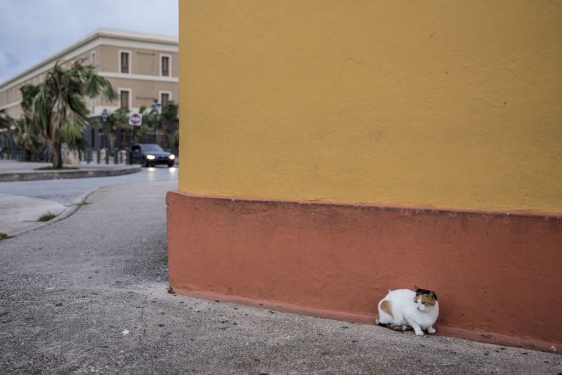 Puerto Rico: US National Park Service Sued Over Plan To Catch and Kill Old San Juan's Famous Stray Cats