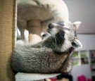 MLS: Raccoon Nicknamed Raquinho Invades the Pitch in the Middle of a Soccer Game