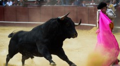 Colombia Congress Overwhelmingly Approves Ban Against Bull Fighting