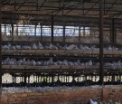 Mexico Man First Human to Die from H5N2 Bird Flu 