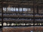 Mexico Man First Human to Die from H5N2 Bird Flu 