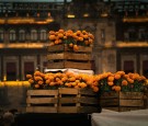 yellow petaled flowers on brown wooden crates