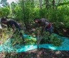 Belize is Making Beer From Coca, Plants Used To Make Cocaine