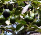 US Suspends Avocado Shipments From Michoacan After Inspectors Were Attacked