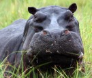 Pablo Escobar Keeps Hurting Colombia - Through His Pet Hippos