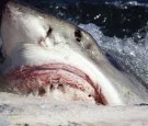 'Agitated' Great White Shark Attacks Near Southern California Beach