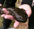 ozark hellbender salamander