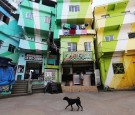A dog walks in the Santa Marta shanty town on October 11, 2013 in Rio de Janeiro, Brazil. The formerly violent hillside 'favela' was the first to be 'pacified' in the city. Brazil, the fifth largest country in the world geographically, has seen its urban 
