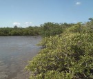 mangrove-trees-florida