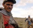 Day Labourer Harvest Sugar Canes