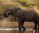 africa-elephant