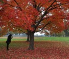 fall-foliage-leaves-washington-dc