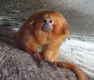 golden-lion-tamarin-endangered-species-list