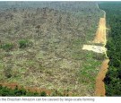 Brazil refused to sign an anti-deforestation pledge at Tuesday's UN summit in New York.