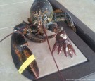six claw lobster