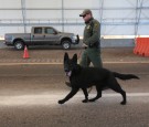 border-patrol-dog-german-shepherd