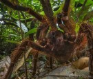 Goliath birdeater (Theraphosa blondi) 