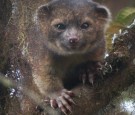 olinguito