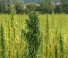 legal Marijuana Plant 