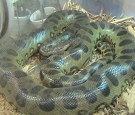 eaten-alive-discovery-channel-anaconda