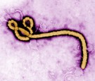 Ebola Virus 