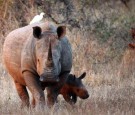 Wildlife In Kruger National Park