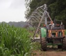 Indiana corn crop