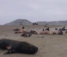 Dead Sea Lions on Peru Beach