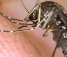 Chikungunya Virus mosquito