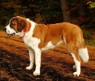 st-bernard-dog