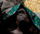 Sandra the Orangutan 