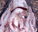 giant squid