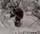 bigfoot-sighting-video-pic