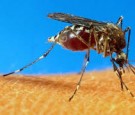 Aedes aegypti mosquito