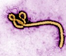 Ebola-picture-cdc