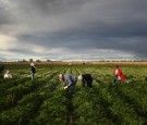 mexican-migrant-workers