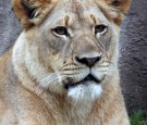 Johari dallas zoo lioness