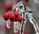 Ice Storm