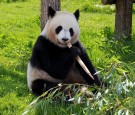 Giant Panda