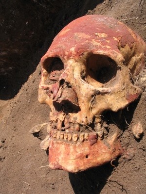 Yamnaya skull