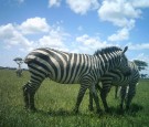 zebra