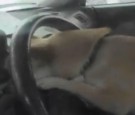 Joyriding chihuahua 