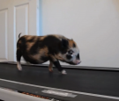 Micro Pig on Treadmill machine