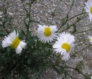 mutant daisies japan