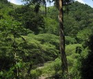 Honduran rain forest 