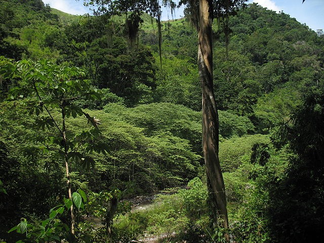 Honduran rain forest 