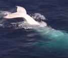 White Humpback Whale