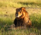 Cecil the Lion at the Hwange National Park, Zimbabwe in 2010