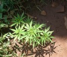 Marijuana Grow Operation In Oregon Forest