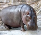 Pablo Escobar's Escaped Hippos Wreak Havoc in Northern Colombia 